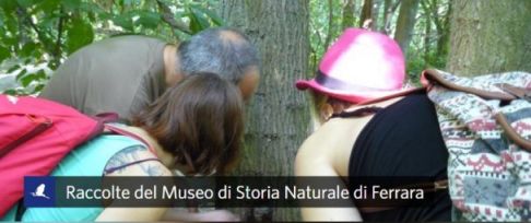 Immagine banner Raccolte del Museo su iNaturalist