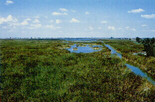 Valle delle canne, Ravenna