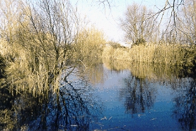 Zona umida alla periferia est di Ferrara