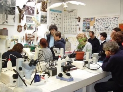 3° Corso di tassonomia