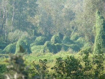 Piante invasive (Sicyos e Luppolo giapponese) su Isola Bianca