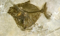 Pesce fossile, Mene rhombea