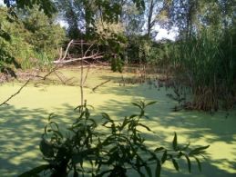 Macero Francolino, luglio 2004