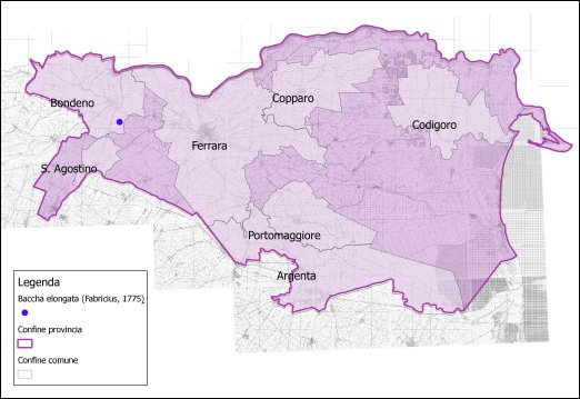 Baccha elongata (Fabricius, 1775)