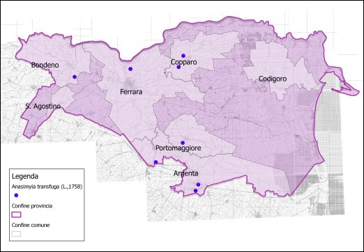 Anasimyia transfuga (L.,1758)