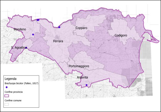 Brachyopa bicolor (Fallen, 1817)