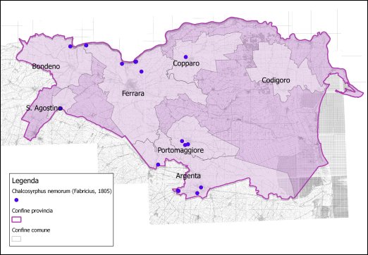 Chalcosyrphus nemorum (Fabricius, 1805)