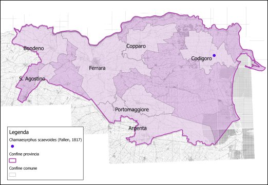 Chamaesyrphus scaevoides (Fallen, 1817)