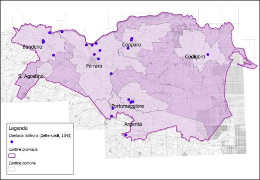 Cheilosia latifrons (Zetterstedt, 1843)