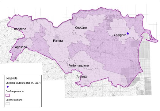Cheilosia scutellata (Fallen, 1817)