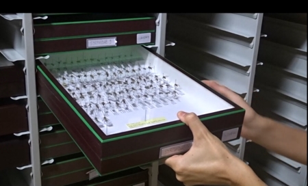 La cura delle collezioni