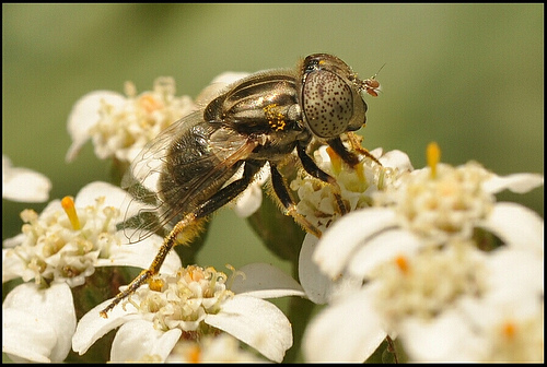 Eristalinus aeneus