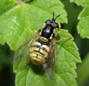 Chrysotoxum cautum, femmina