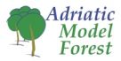 Logo Adriatic Model Forest