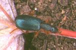 Carabide: Drypta dentata