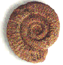Ammonite