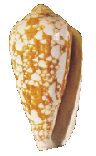 Conus Pennaceus