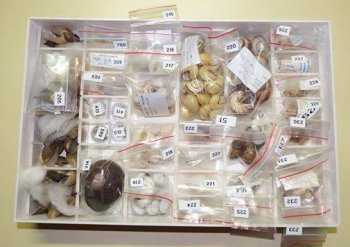 Collezione malacologica "Giorgio Lazzari"