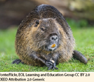 Myocastor coypus