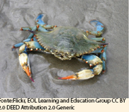 Callinectes sapidus