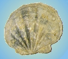 Conchiglia Fossile, Chlamis latissima