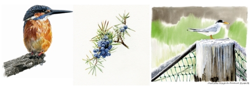 Disegni di Andrea Ambrogio