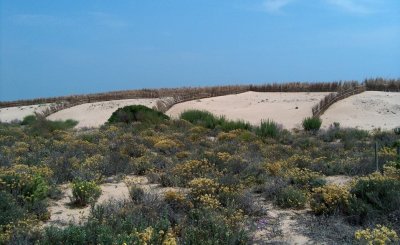 Dune Valencia