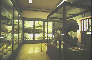 Sala dinosauri