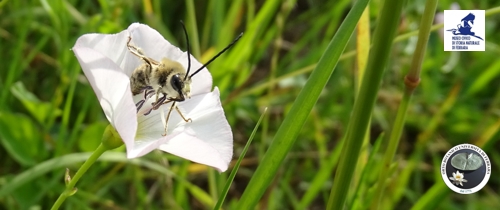 Banner Hotel Convolvulus, ape selvatica in corolla