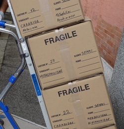 L'arrivo della collezione Senni in Museo