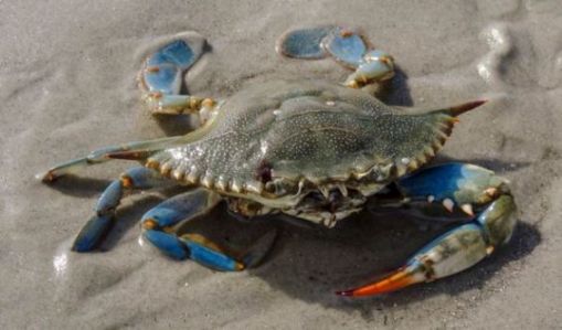 Esemplare di Granchio Reale Callinectes sapidus