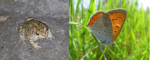 Copertina progetto COMBi